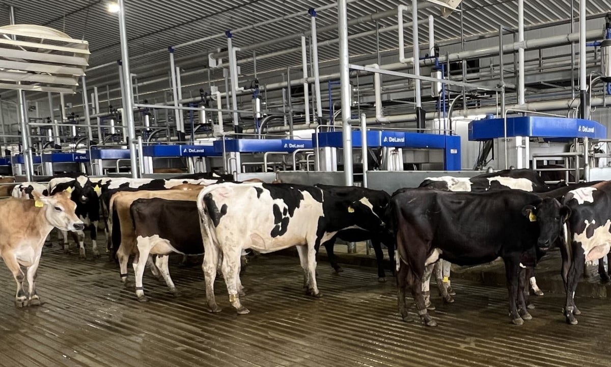 VMS Batch Milking in Texas.jpg