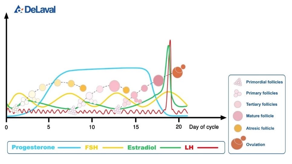 Hormonal development during oestrus cycle