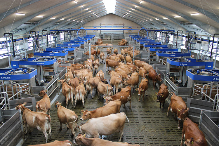 Lonholm-Agro_Batch-milking_Cows-being-milked.jpg