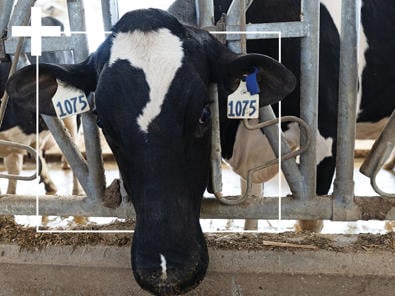 Behavior Analysis helps find cows in heat