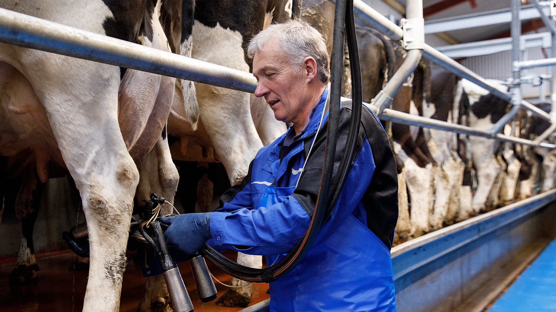 DeLaval P100 Milking Parlour