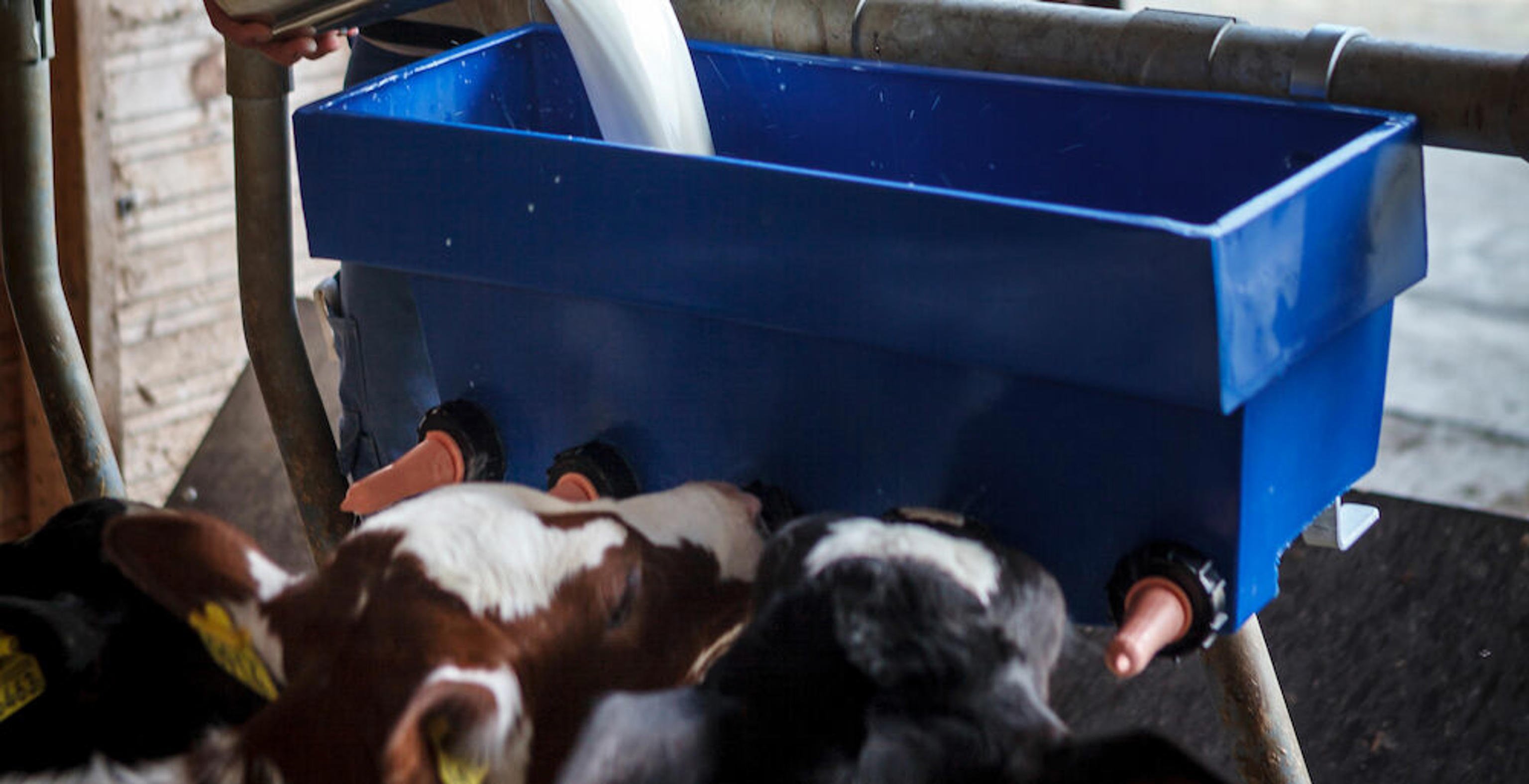 Calf milk feeder N1 - DeLaval