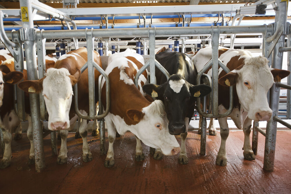 cows quick exit delaval milk machines