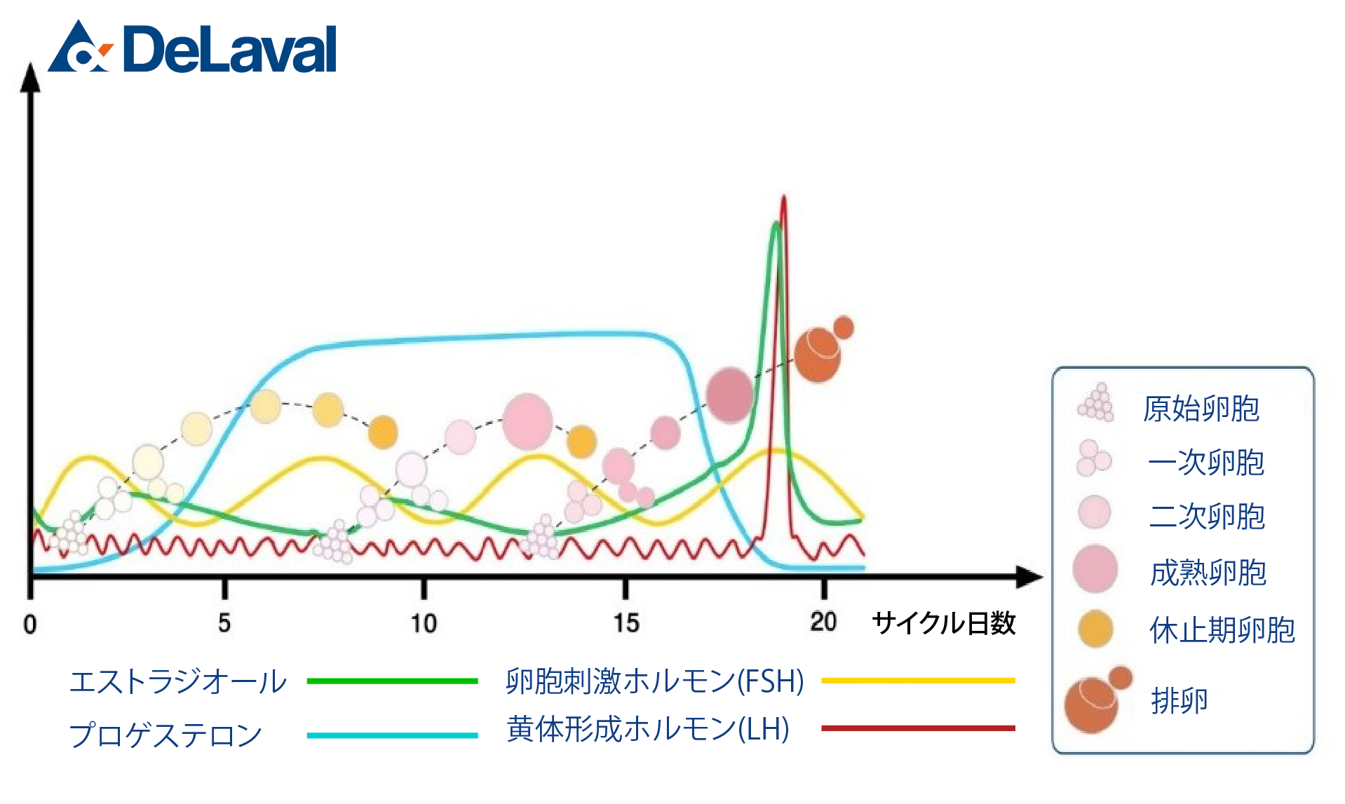 Figure 2 Hormonal development③.png