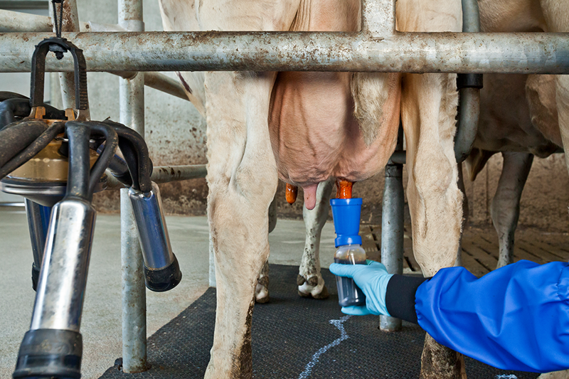 Speendippen DeLaval Tri-Fender - 800x533.png