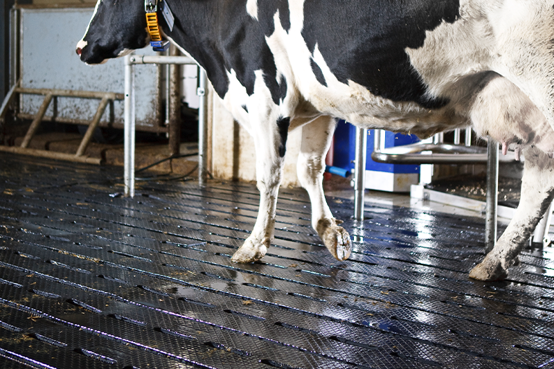 Koe op roosterrubber voor DeLaval VMS melkrobot