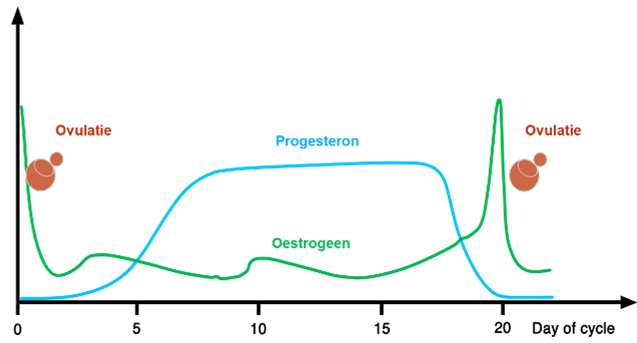 Figuur 1: Hormoonverloop van de cyclische koe