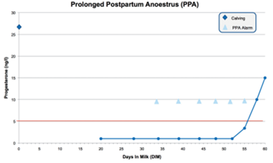 Figuur 4: Progesteronverloop van een koe met anoestrus