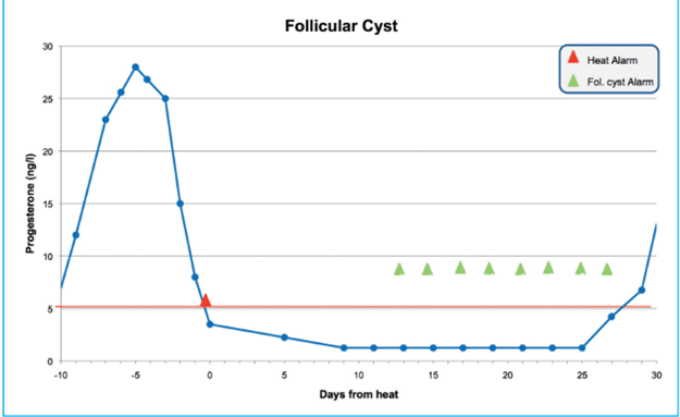 Figuur 6: Progesteronverloop van een koe met folliculaire cyste