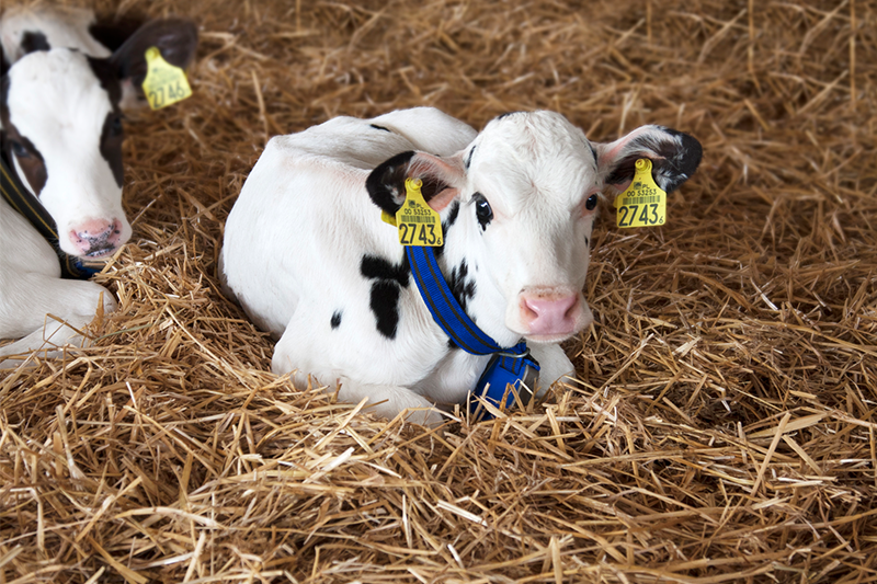 Kalfje in het stro met DeLaval halsband