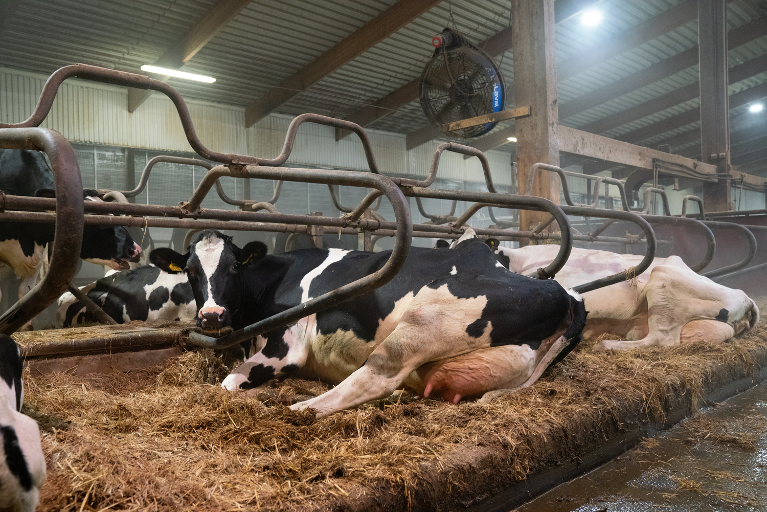 Cow in barn - udderhealth.png