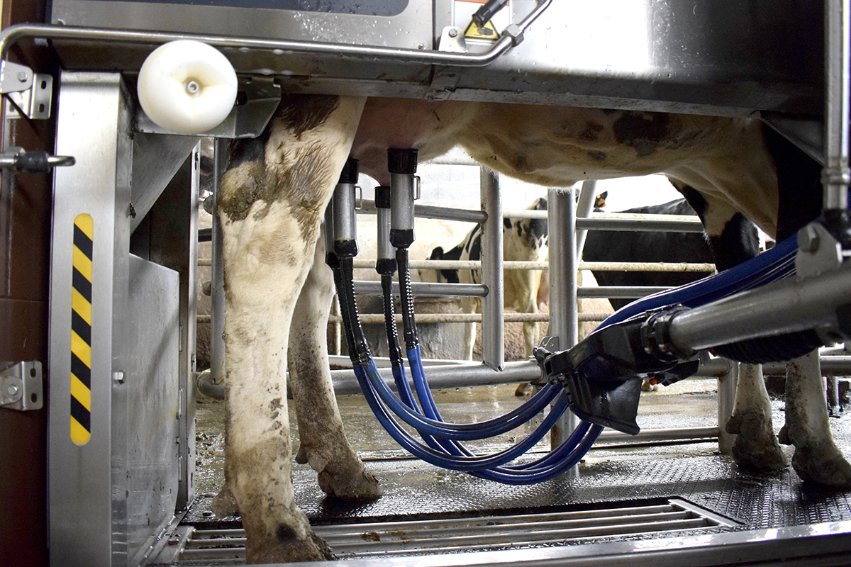 ganaderos DeLaval ganadería estanqueiro con robot de ordeño VMS