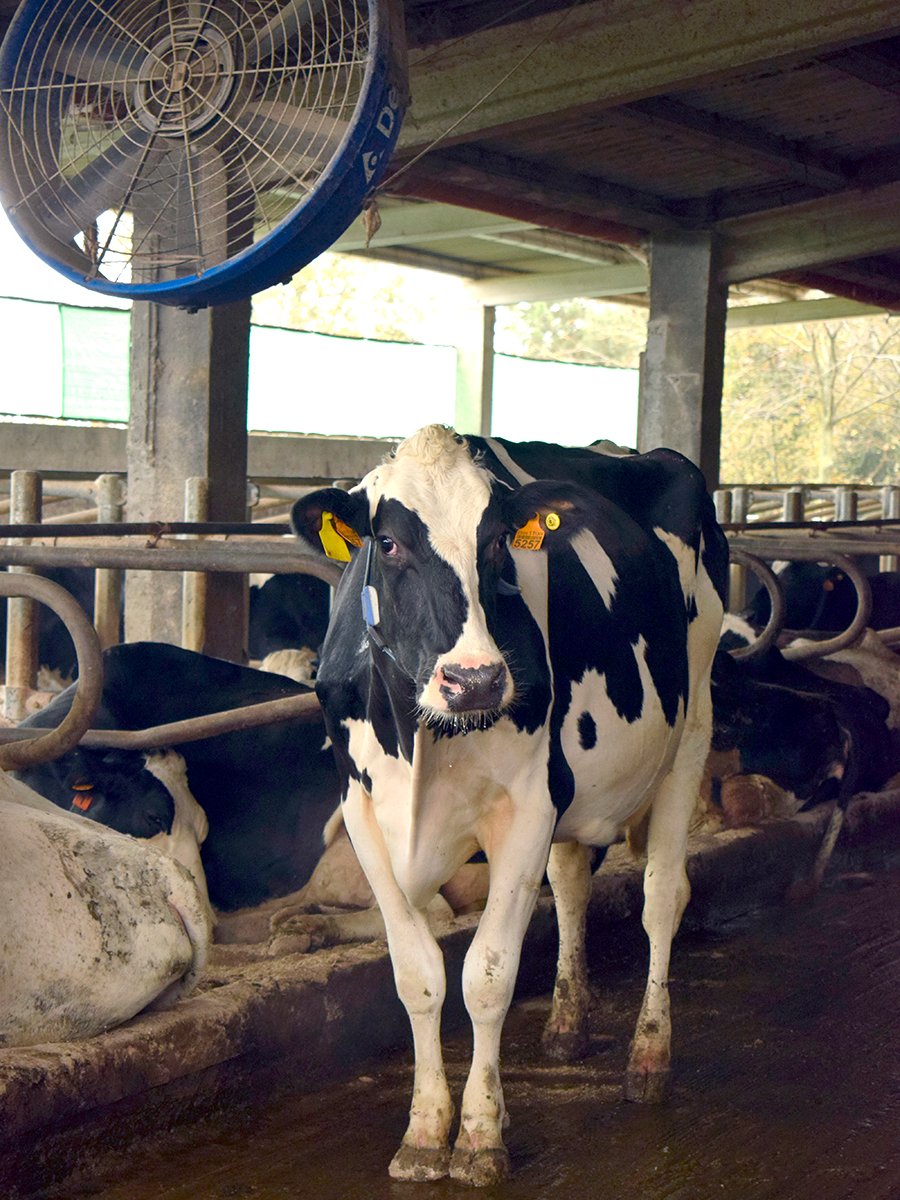 ganaderos DeLaval ganadería estanqueiro con ventiladores de granja