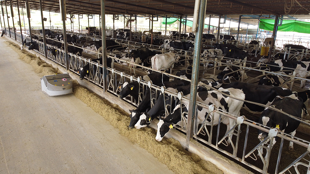 arrimador de comida delaval optiduo en granja de vacas