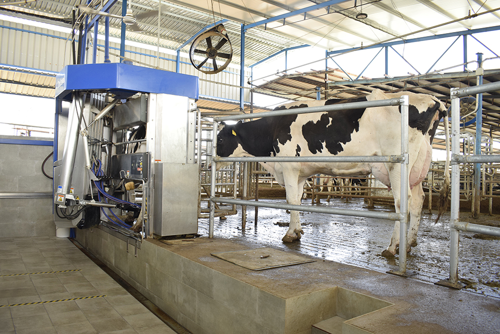 robot de ordeño granja de vacas delaval vms la ciguñuela 