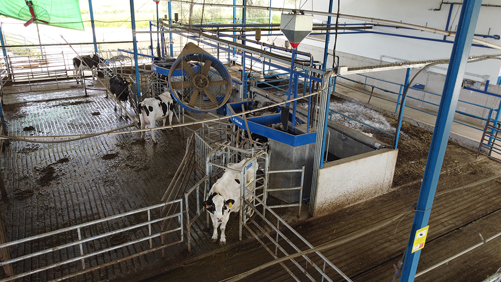 ventiladores granja de vacas la ciguñuela 