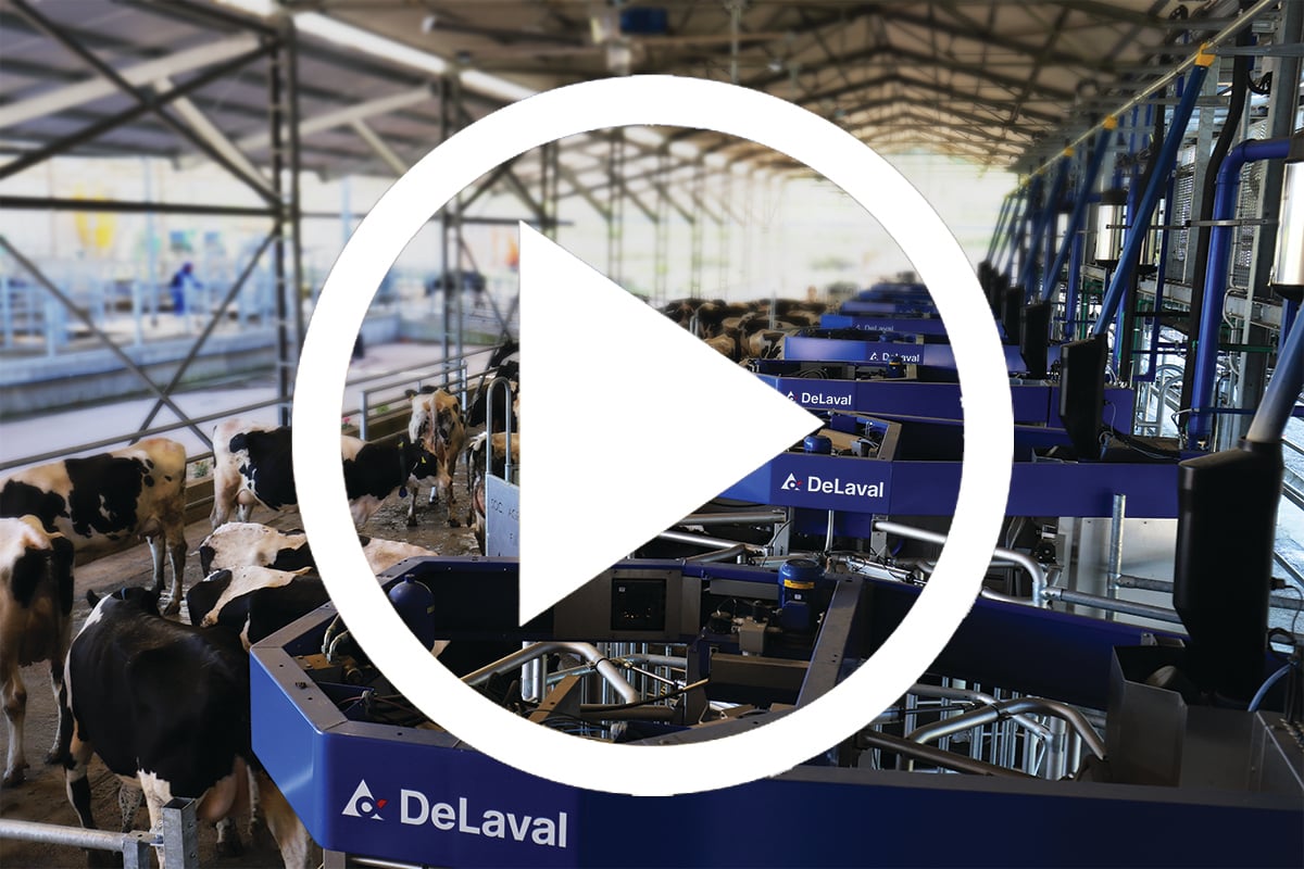 0-delaval-batchmilking.jpg