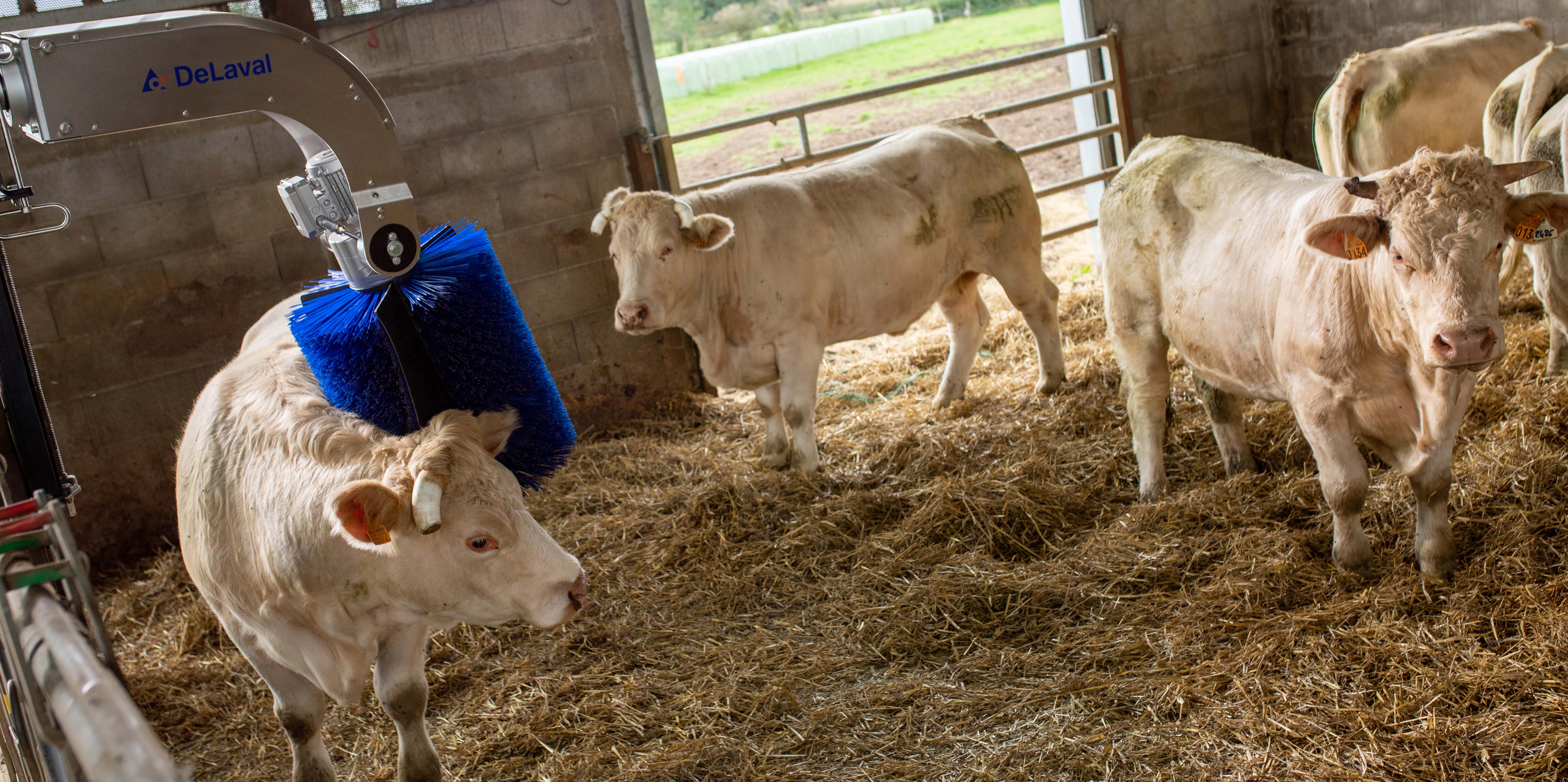 Delaval SBB cepillo vacuno carne