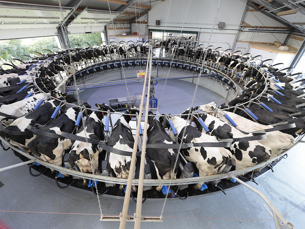 deLaval-think-big-grandes-rebaños-Rotativas