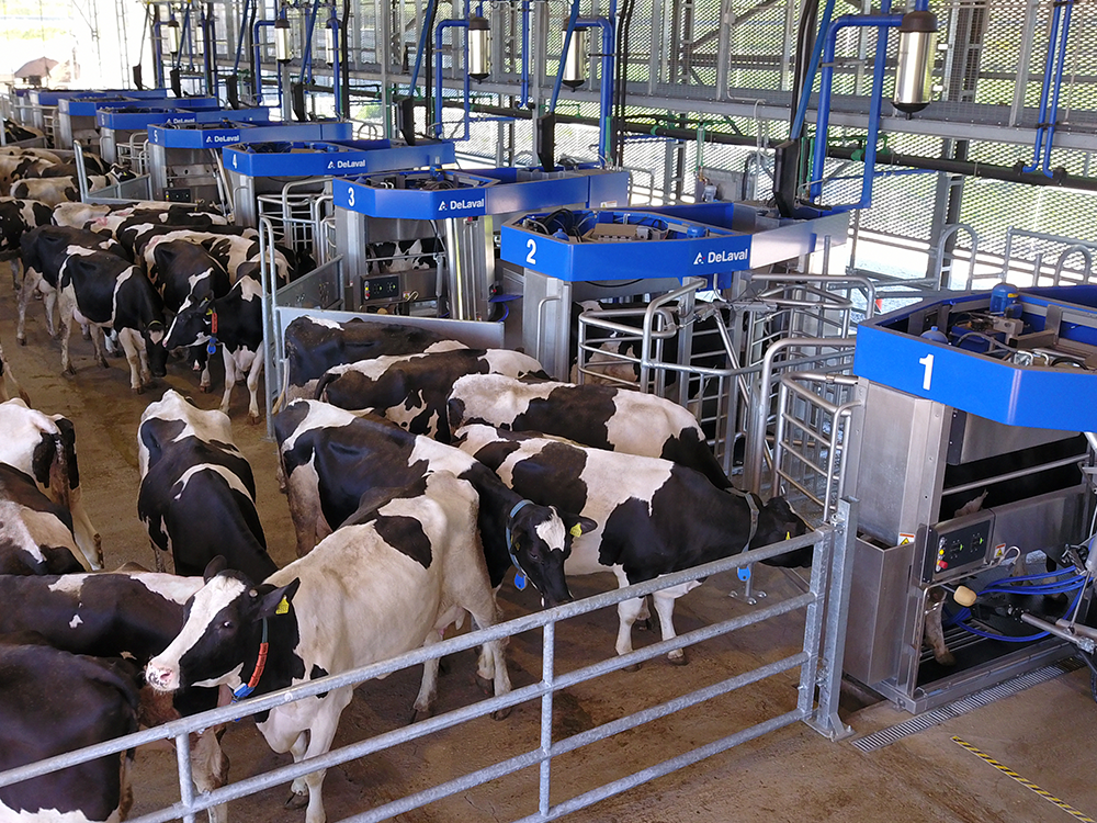 batch-milking-Think-Big-para-grandes-rebaños de-DeLaval con robots de ordeño